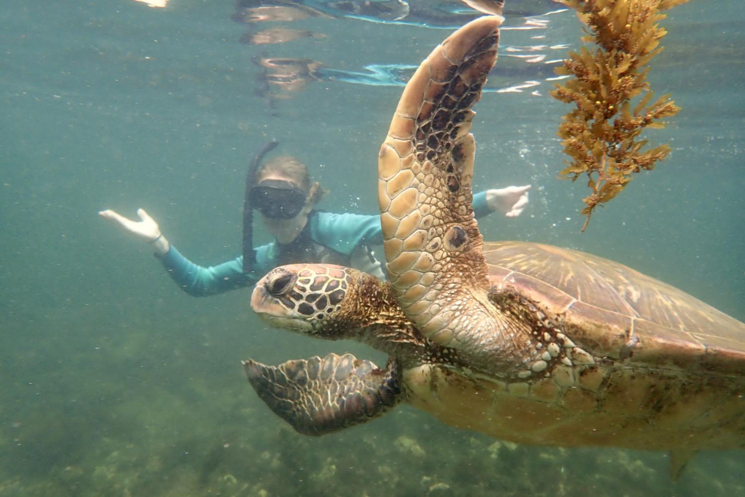 一名<a href='http://1fxhrzf.0535tuan.com'>全球十大赌钱排行app</a>学生在Galápagos群岛游学途中与一只巨龟游泳.